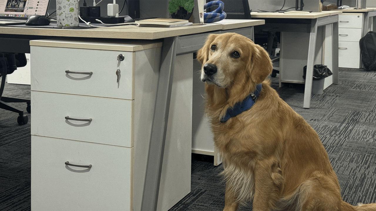 વાયરલ તસવીર