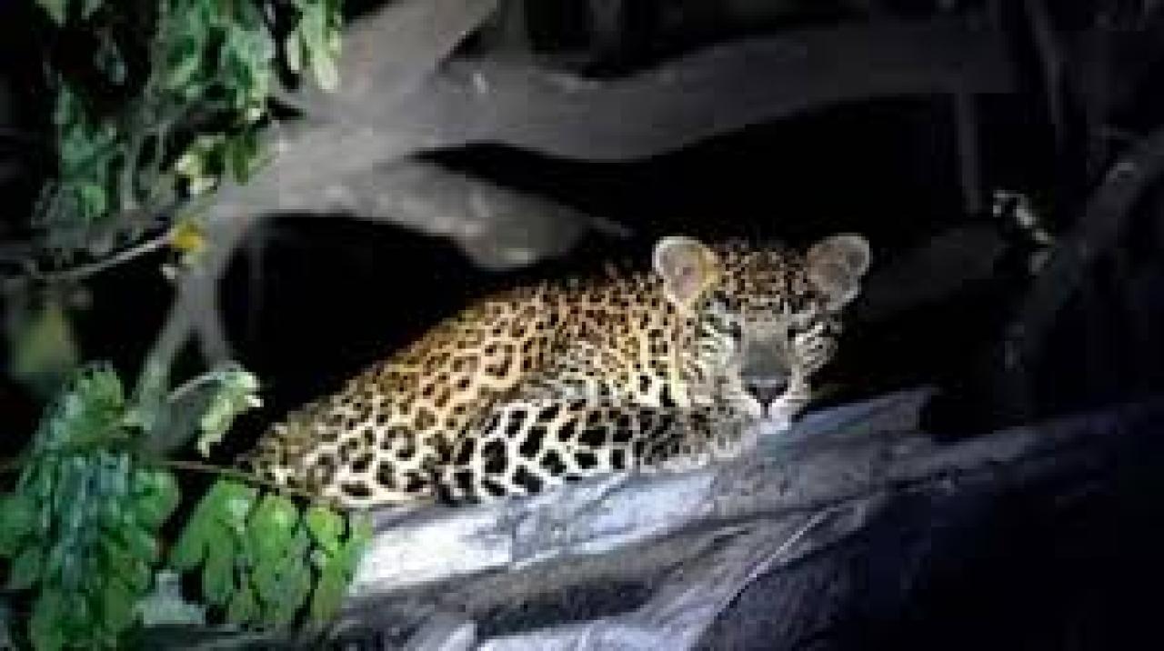 પ્રતીકાત્મક ફાઈલ તસવીર