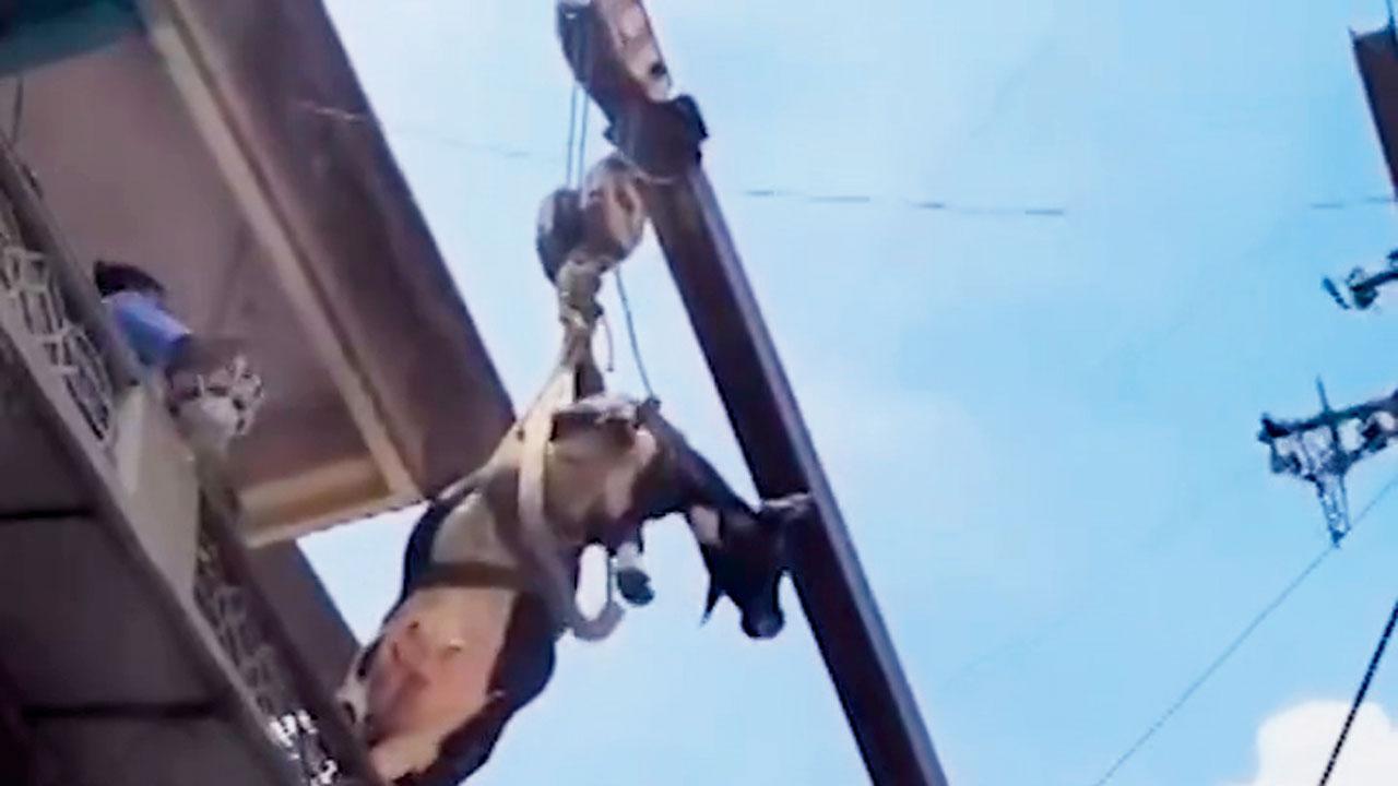 કૂતરાઓથી બચવા ગાય દોડીને બીજા માળે ચડી ગઈ