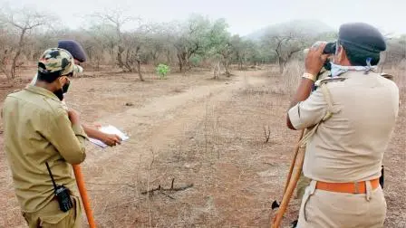 સિંહોની વસ્તીગણતરી