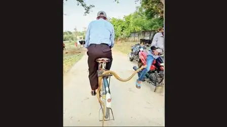 ચાલતી સાઇકલના કૅરિયરમાં ફસાયો લાંબો સાપ, બાજુમાંથી પસાર થતા બાઇકરને કરડવા જતાં નીચે પડ્યો