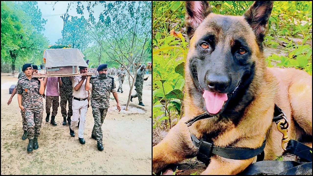 સેન્ટ્રલ રિઝર્વ પોલીસ ફોર્સ (CRPF)ની ડૉગી K-9 રોલોએ જીવ ગુમાવ્યો