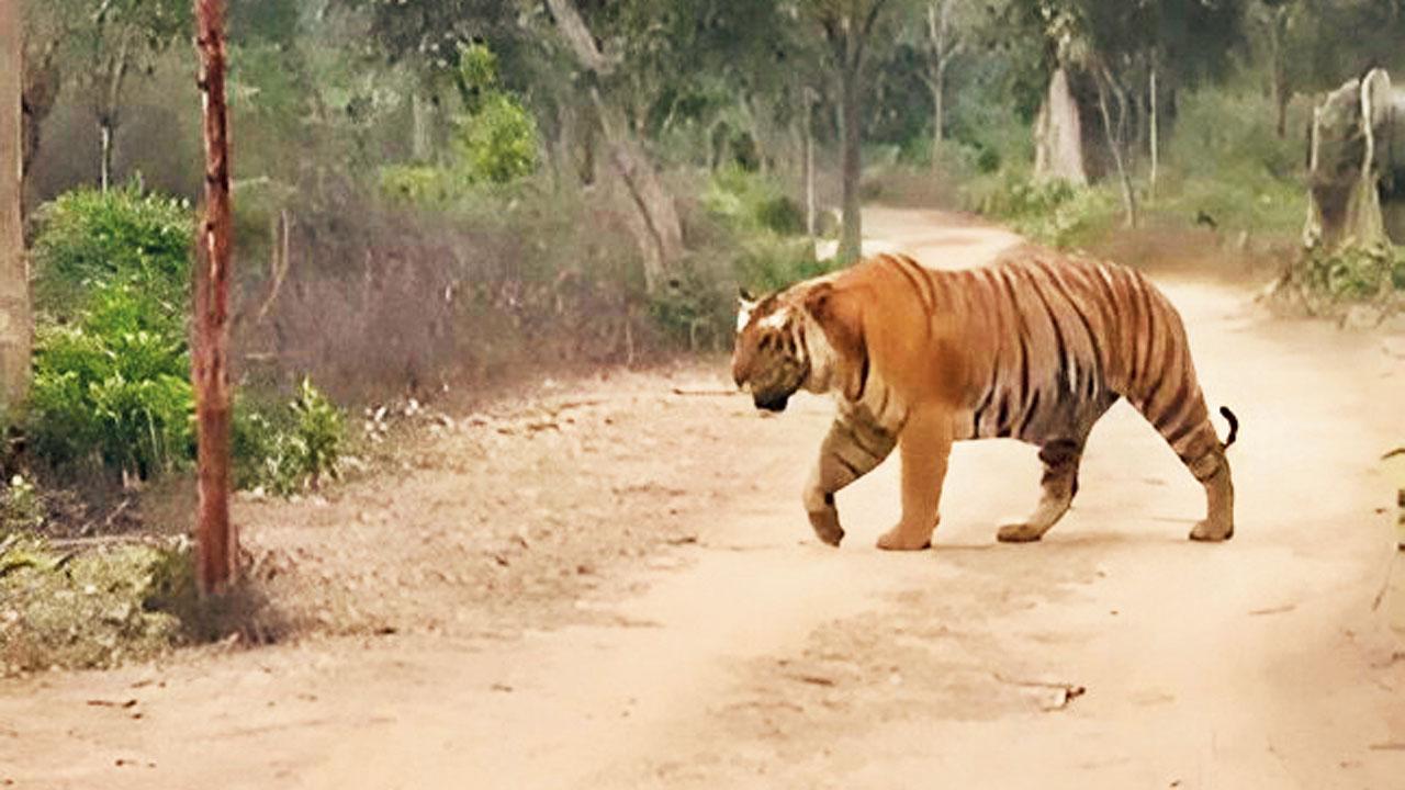 આ વાઘ એશિયાનો સૌથી જાયન્ટ ટાઇગર હોઈ શકે છે