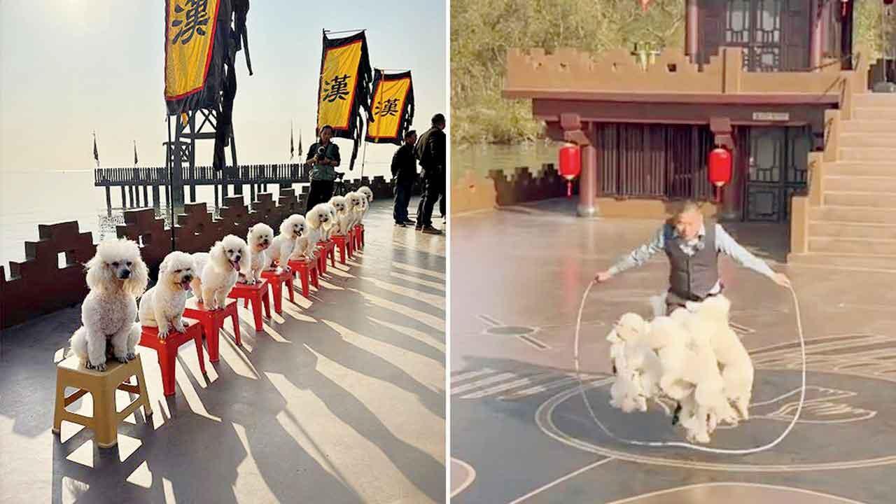 ૧૦ ડૉગી સાથે એક મિનિટમાં ૨૫ દોરડા કૂદ્યા આ ચીની ભાઈ