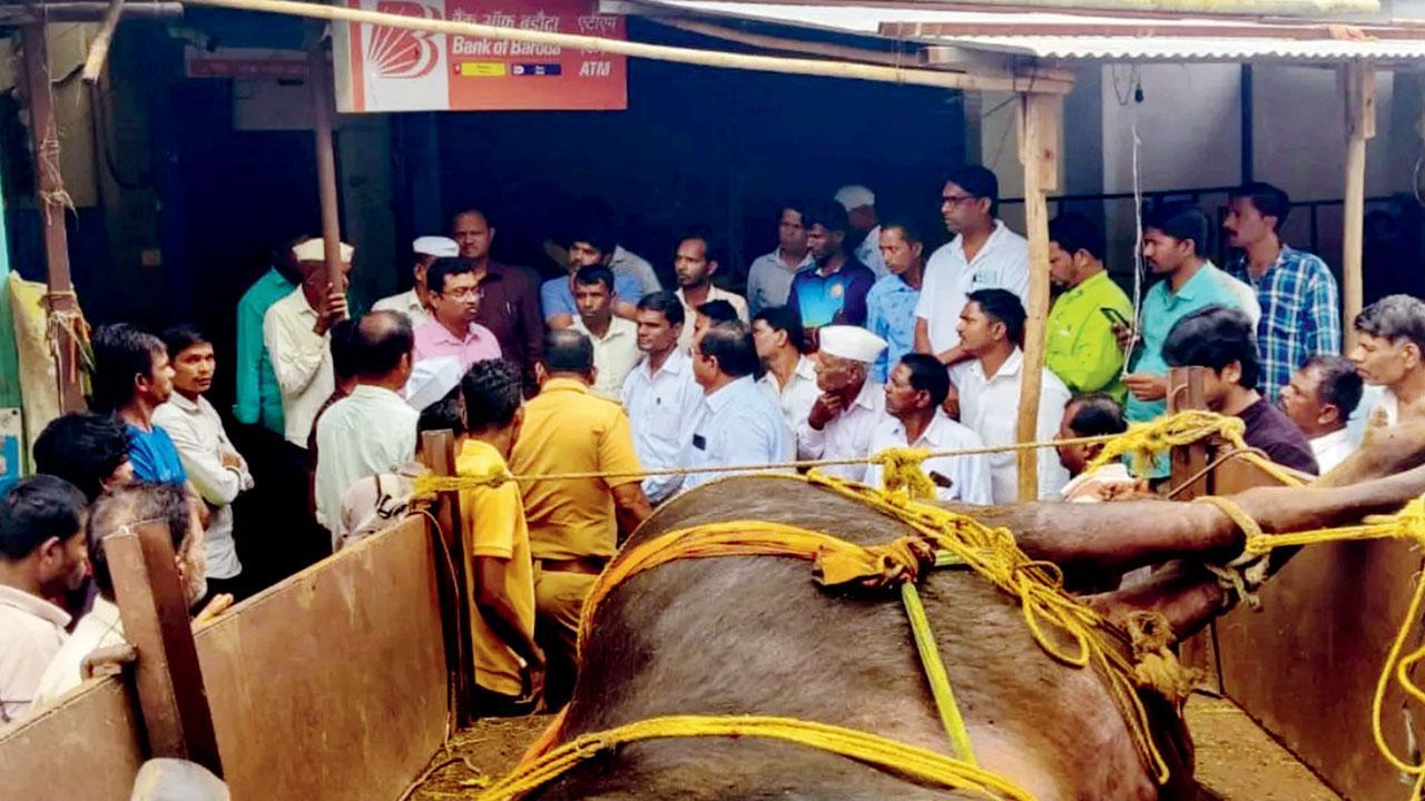 બૅન્કની બ્રાન્ચની બહાર ટ્રૅક્ટરમાં લવાયેલી મરેલી ભેંસ