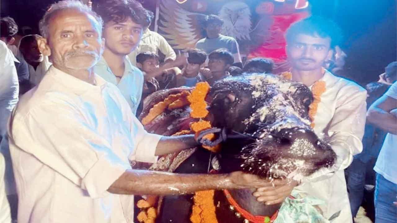 ભેંસના જન્મદિવસ પર કેક કાપી, ચલણી નોટોનો હાર પહેરાવીને DJ પર નાચ્યા