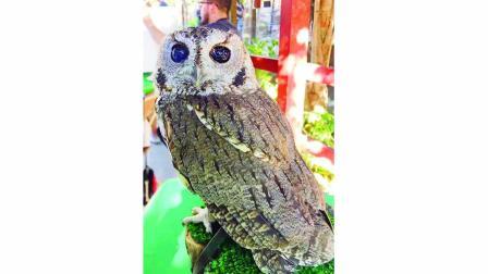 કૅલિફૉર્નિયાના વાઇલ્ડલાઇફ સેન્ટરમાં રાખવામાં આવેલા આ ઘુવડનું નામ જીઉસ રાખવામાં આવ્યું છે