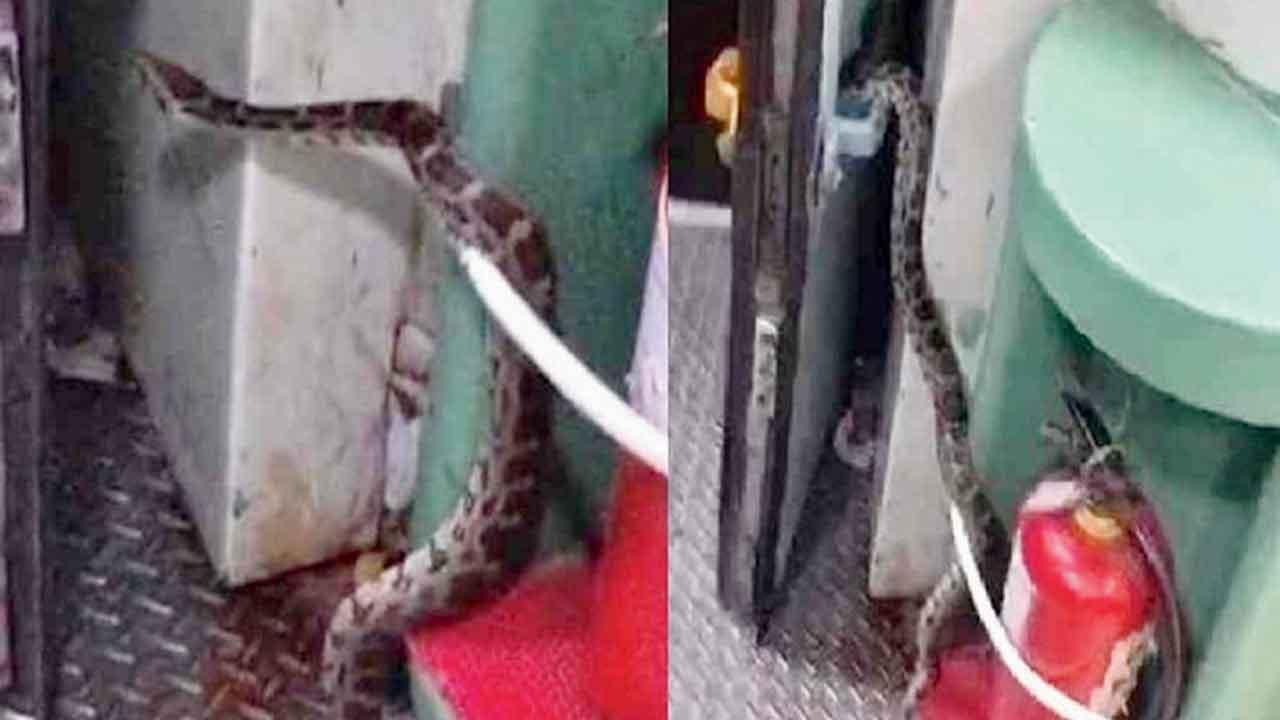 ટ્રેનના સ્લીપર કોચમાં ફરતો જોવા મળ્યો વિશાળ અજગર