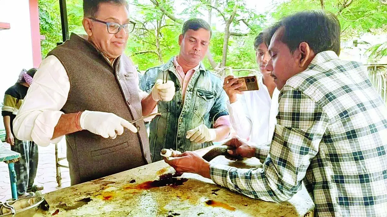 સર્પમિત્રોનું કહેવું છે કે હવે સાપ સ્વસ્થ છે. પૂરો સાજો થશે એ પછી એને જંગલમાં છોડી દેવામાં આવશે. 