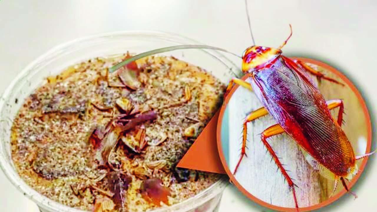 ક્રૉલી-ક્રૉલી કૉફી