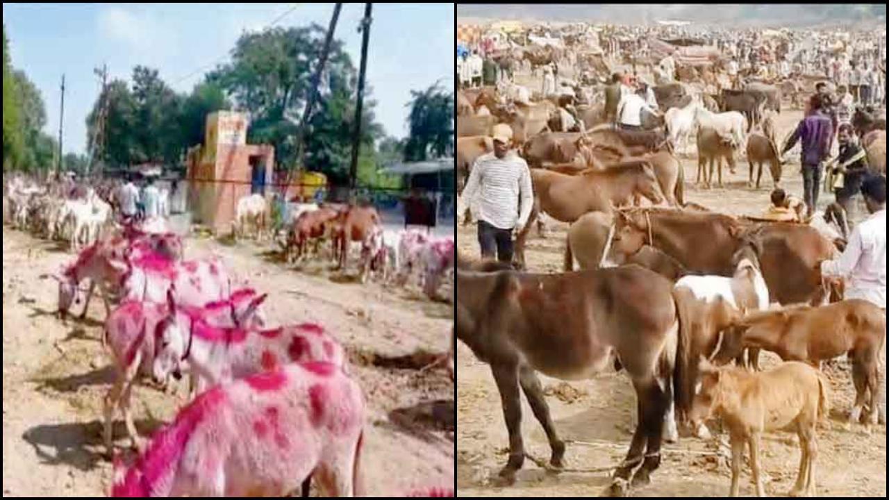 અનોખો ગધેડામેળો: સલમાન, શાહરુખ, તેજસ્વી, ઓવૈસી નામના ગધેડા વેચાય છે