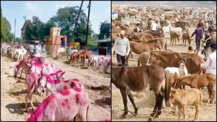 અનોખો ગધેડામેળો: સલમાન, શાહરુખ, તેજસ્વી, ઓવૈસી નામના ગધેડા વેચાય છે