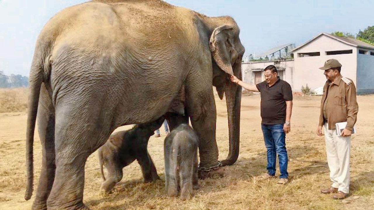 શનિવારે ૩ કલાકના અંતરે અનારકલીએ બે માદા હાથીબાળને જન્મ આપ્યો હતો