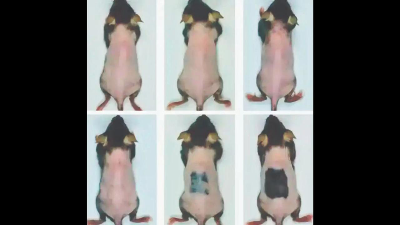 તાઇવાન યુનિવર્સિટી