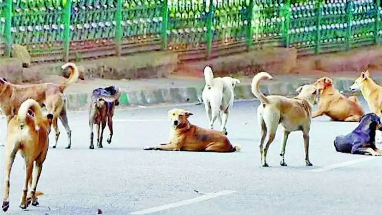 પ્રતીકાત્મક તસવીર