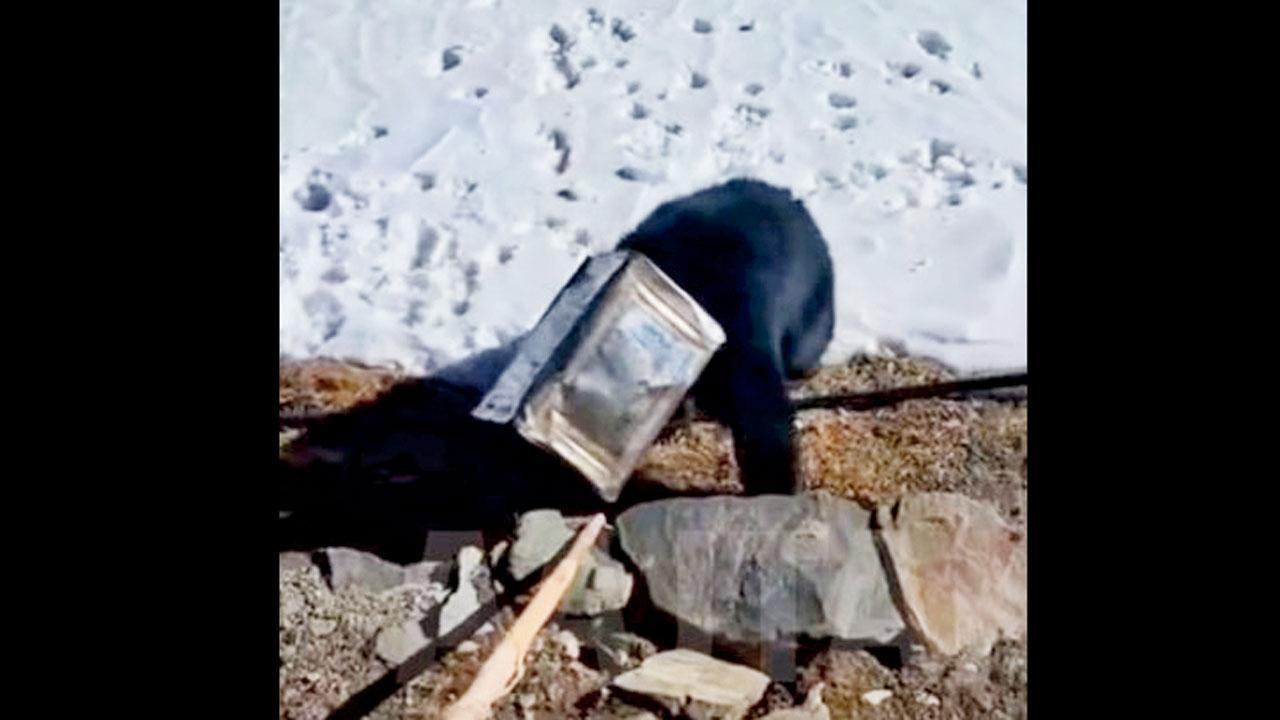 તસવીર સૌજન્યઃ સોશ્યલ મીડિયા