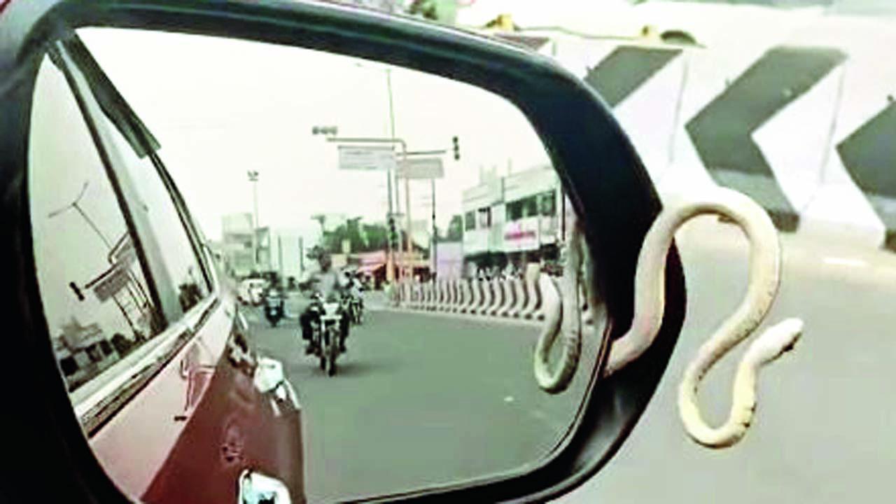 વાયરલ વીડિયોમાંથી સ્ક્રીન શૉટ