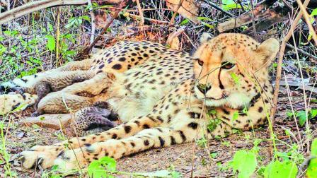 પોતાનાં પાંચ નવજાત બચ્ચાંઓ સાથે મુખી.