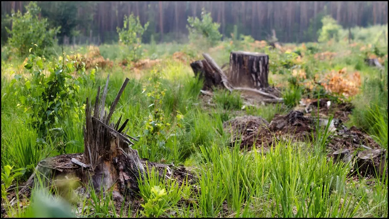 પ્રતિકાત્મક ફાઇલ તસવીર