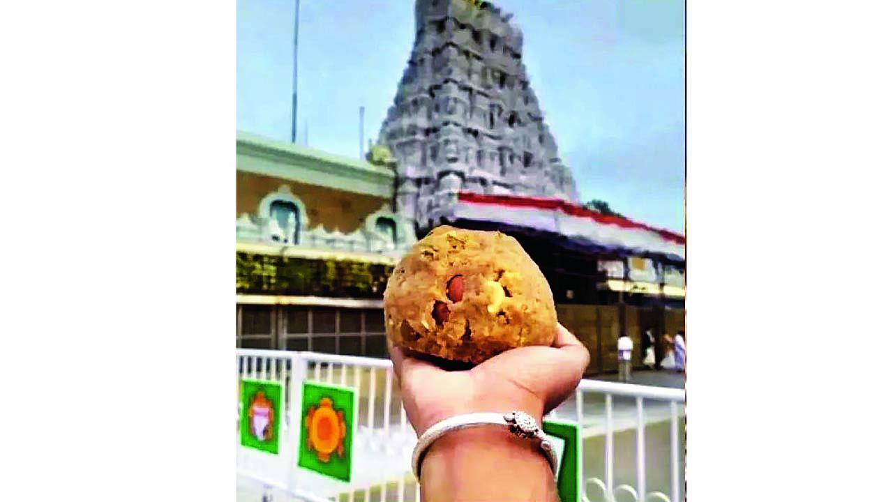 તિરુપતિના પવિત્ર શ્રીવરી લાડુ