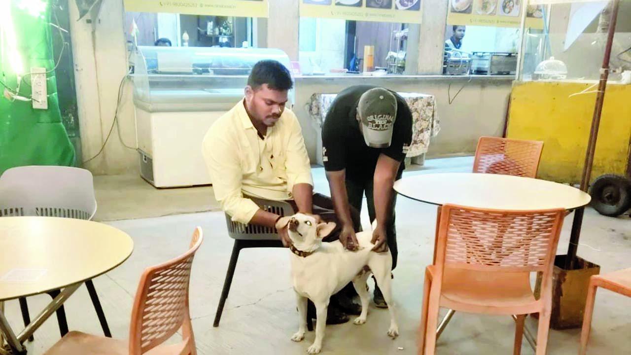 શુક્રવારે થાણેના નૌપાડા વિસ્તારમાં પ્રાણીપ્રેમીઓએ શ્વાનને રેબીઝની રસી આપી હતી.