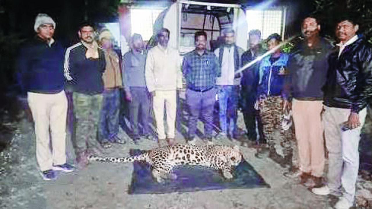 અહિલ્યાનગરમાં માનવભક્ષી દીપડાને ઠાર કરવામાં આવ્યો