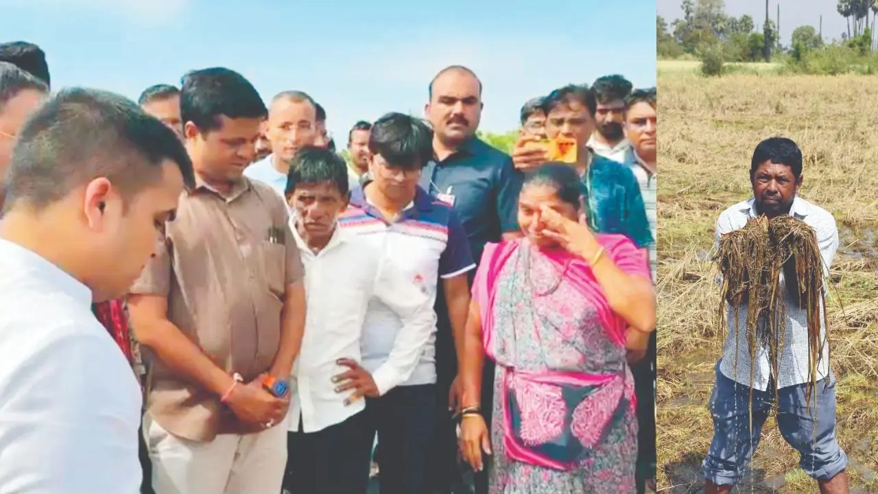 સુરત જિલ્લાના એક ગામમાં હર્ષ સંઘવી સામે મહિલા-ખેડૂત રડી પડી હતી, સુરત જિલ્લાના એક ગામમાં બરબાદીના પાક સાથે ખેતરમાં ઊભેલો ખેડૂત.