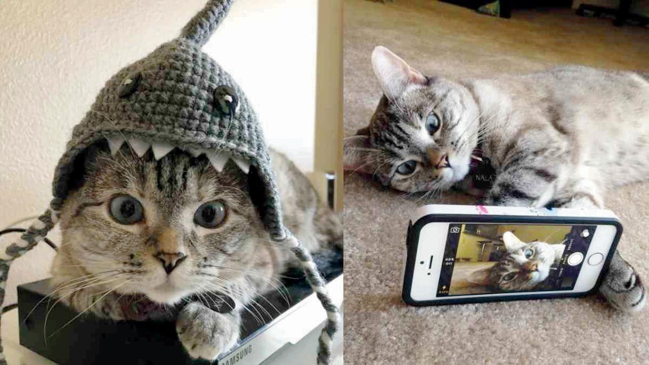 નાલા નામની બિલાડી