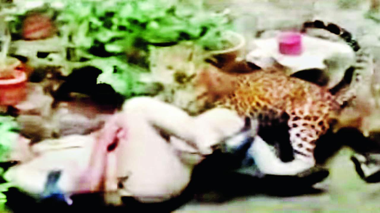 તેને પકડવાના પ્રયાસમાં એક પોલીસ-કર્મચારી સહિત ૪ જણ ઘાયલ થયા હતા. 