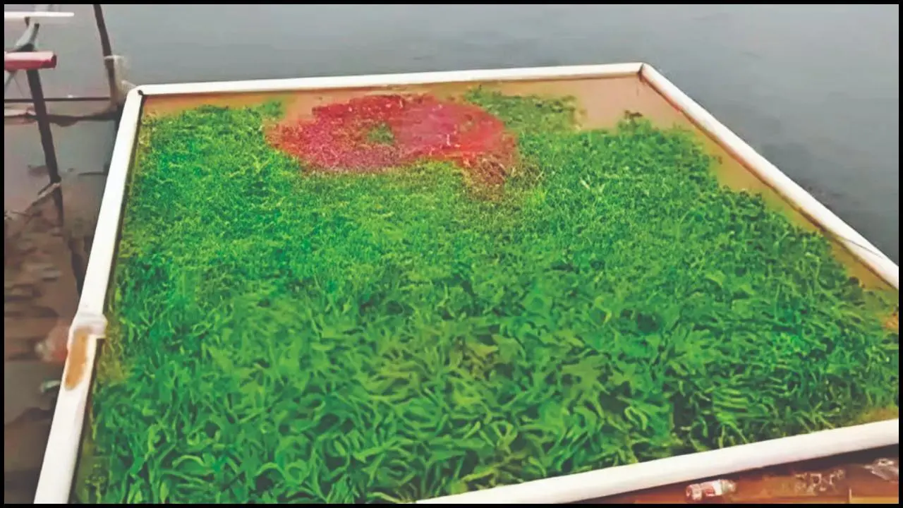 માછલીઓ રંગીન અને સ્વાદિષ્ટ બને એ માટે એમને ખવડાવાય છે લીલાં મરચાં