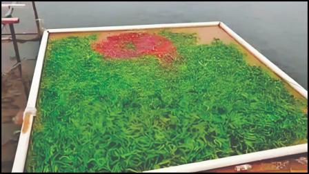 માછલીઓ રંગીન અને સ્વાદિષ્ટ બને એ માટે એમને ખવડાવાય છે લીલાં મરચાં