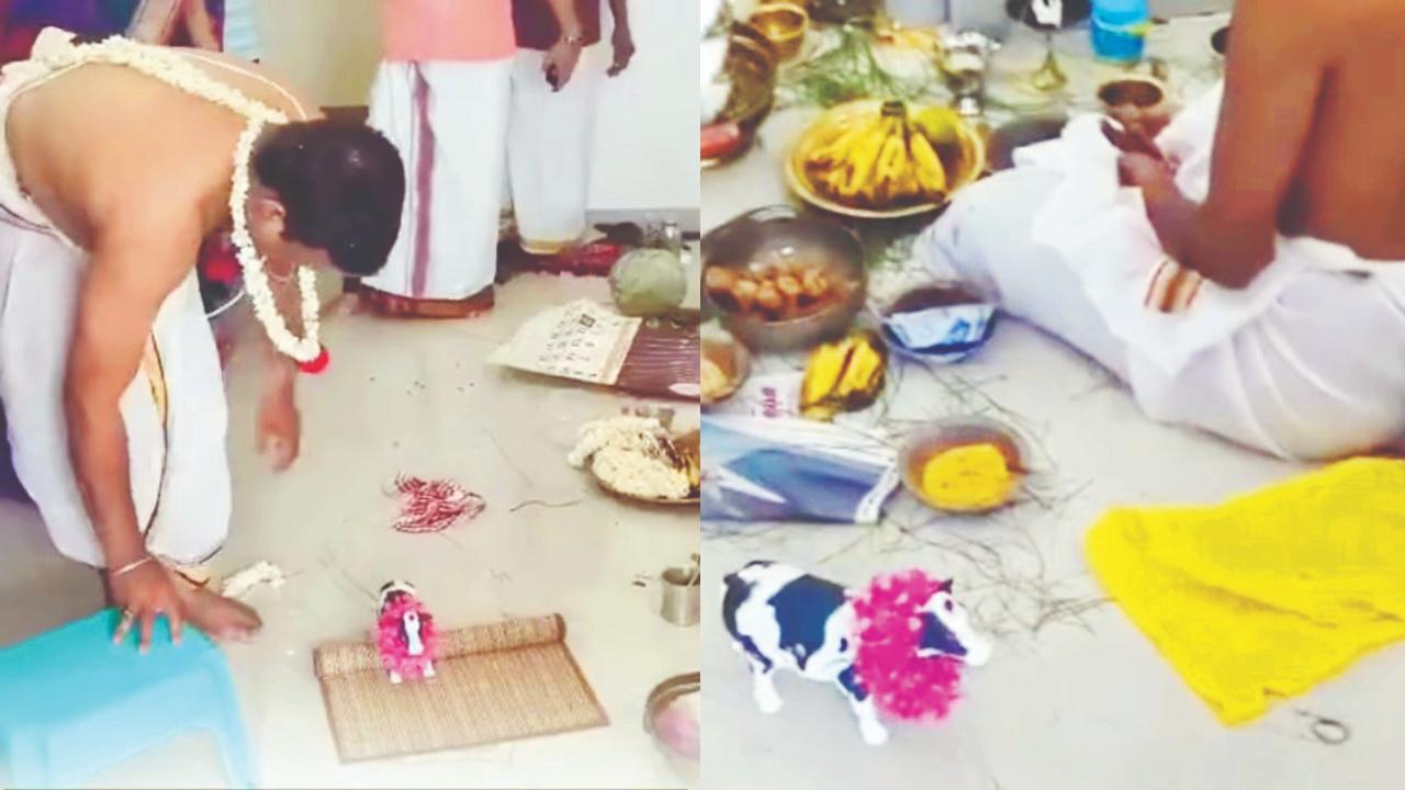 વાયરલ વીડિયોમાંથી સ્ક્રીન શૉટ