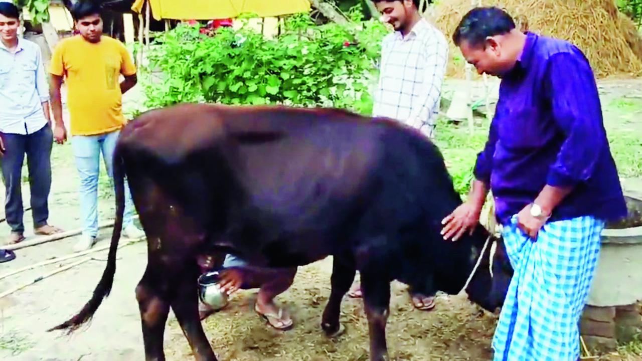 આ વાછરડી એમ જ વછેરાને જન્મ આપ્યા વિના જ દૂધ આપવા લાગી હતી