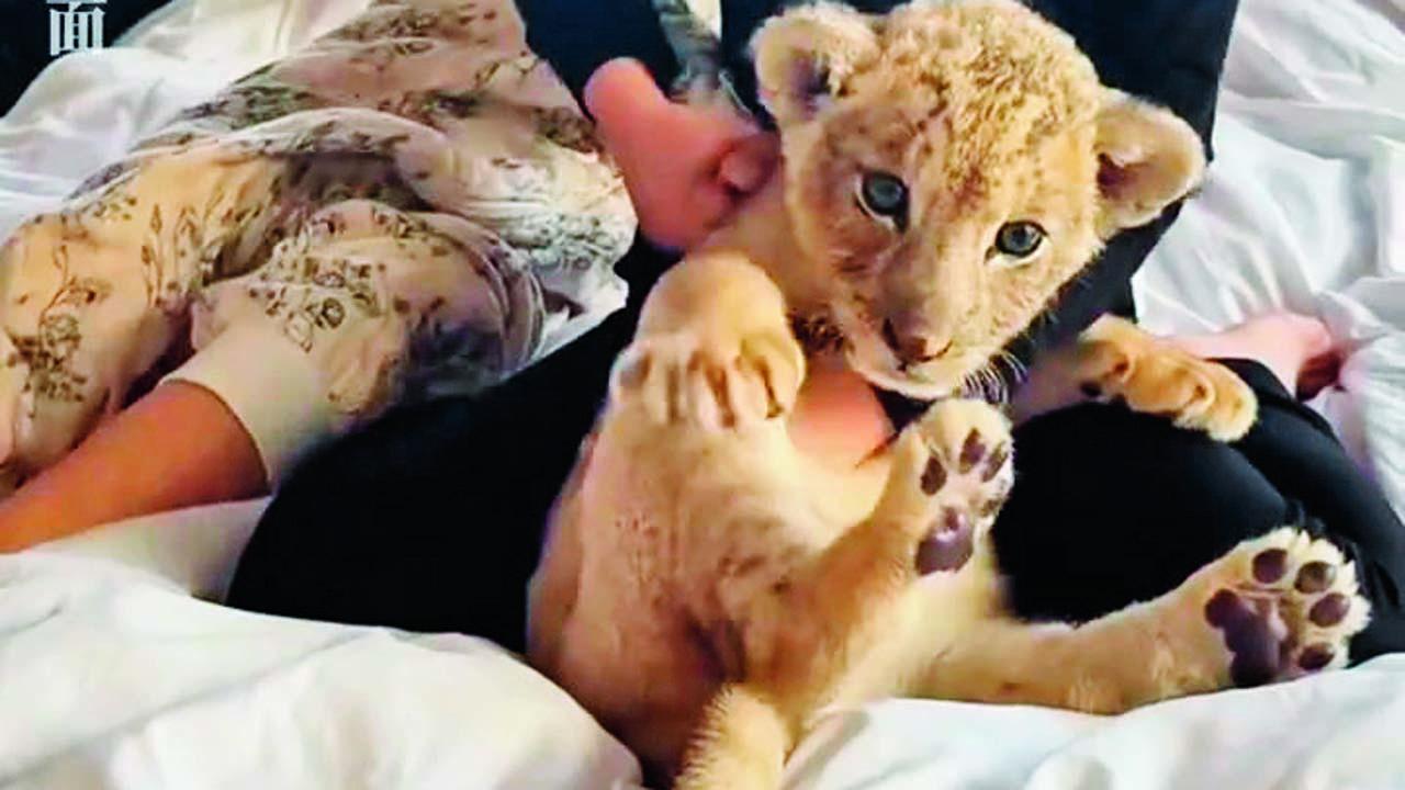 આ હોટેલમાં સિંહબાળની સર્વિસ આપતી ખાસ ૨૦ રૂમો છે