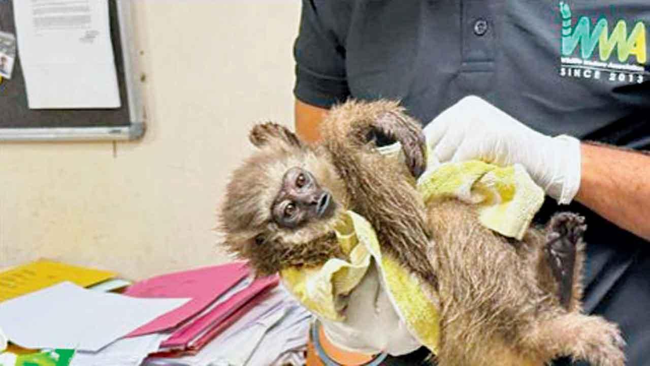 મુંબઈ ઍરપોર્ટ પર કસ્ટમ્સે પકડી પાડેલા સિલ્વરી ગિબનમાંથી એકનું મોત થયું હતું.