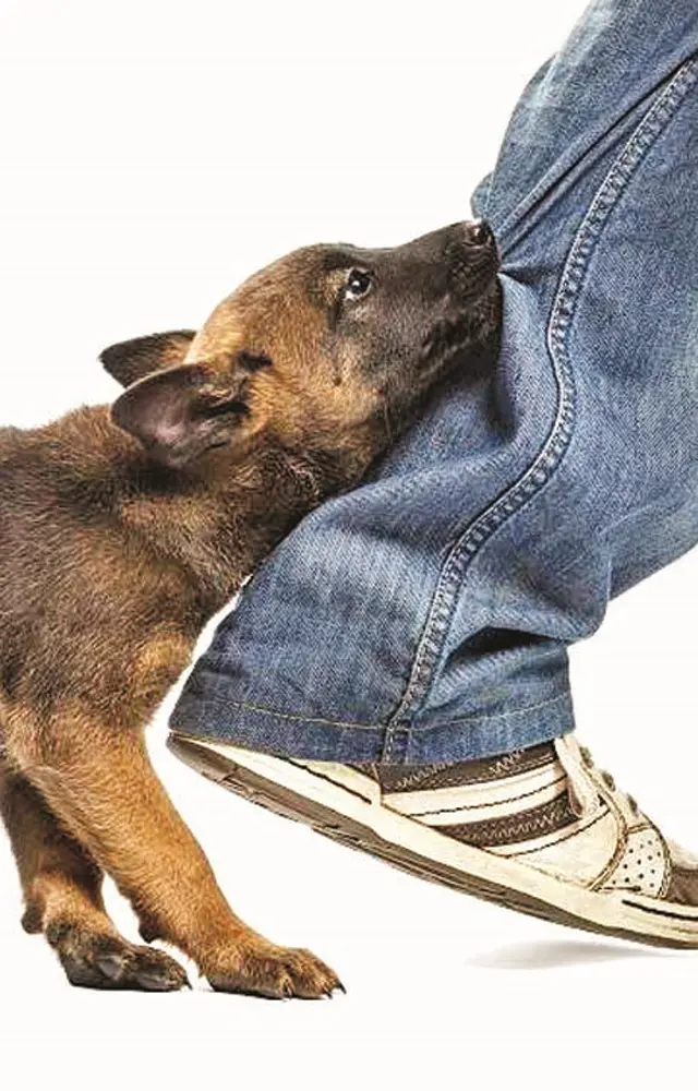 કૂતરું કરડે તો આ હાથવગા ઉપાય કરજો