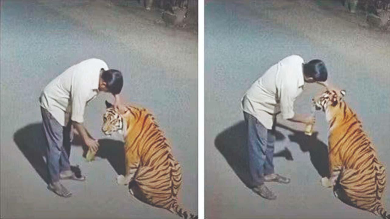 AI-જનરેટેડ વિડિયોમાં નશામાં ધુત એક ભાઈ વાઘને દારૂ પીવડાવતા હોય એવું દર્શાવાયું હતું.