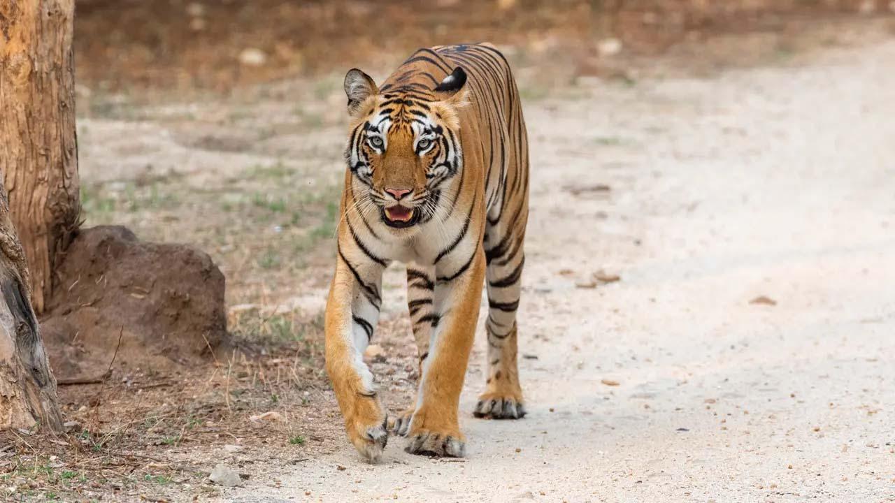 પ્રતીકાત્મક તસવીર