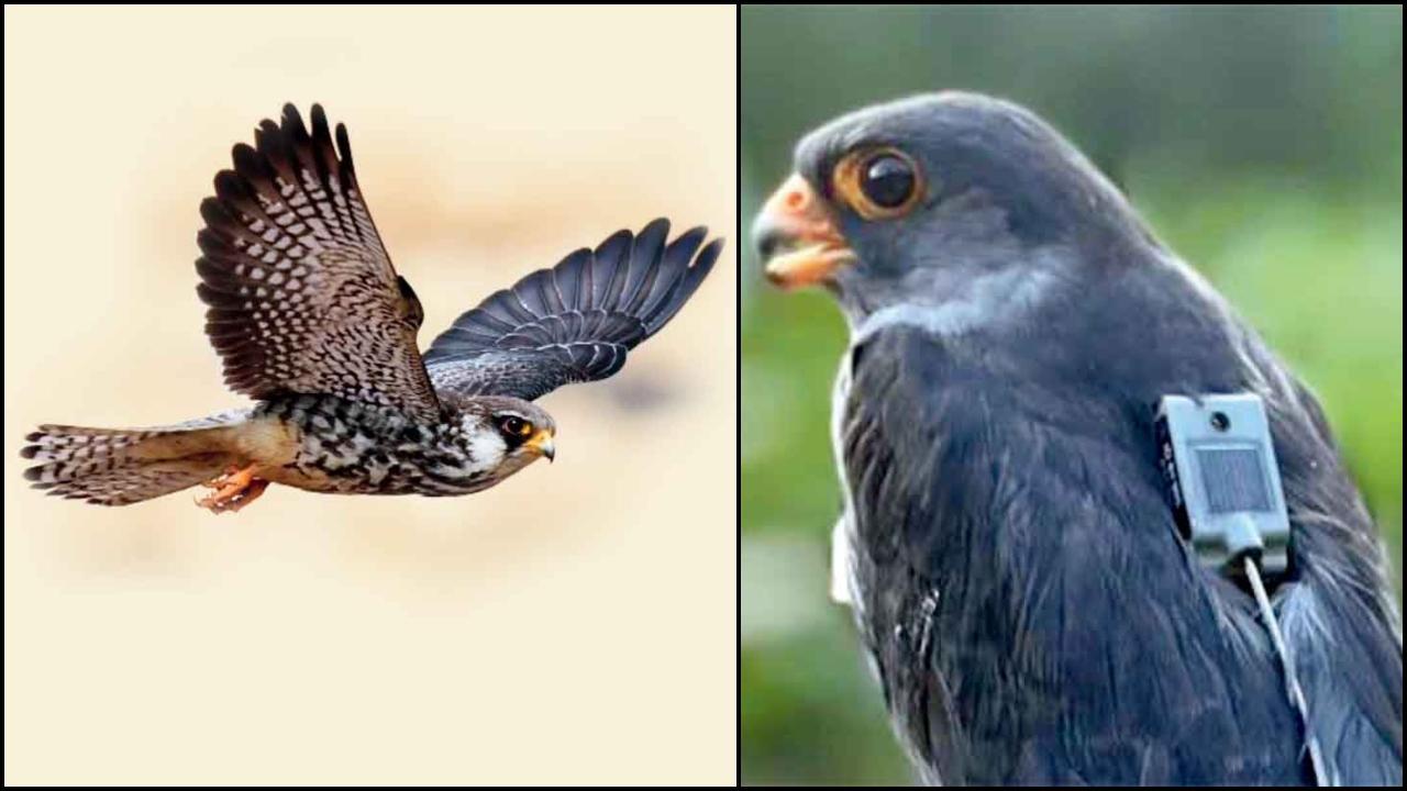 પાંચ દિવસમાં ૬૧૦૦ કિલોમીટરની મંઝિલ કાપીને ભારતથી કેન્યા પહોંચ્યો અમૂર ફાલ્કન