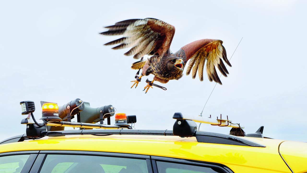 બાજ પ્લેનનું રક્ષણ કરવાનું કામ કરે છે