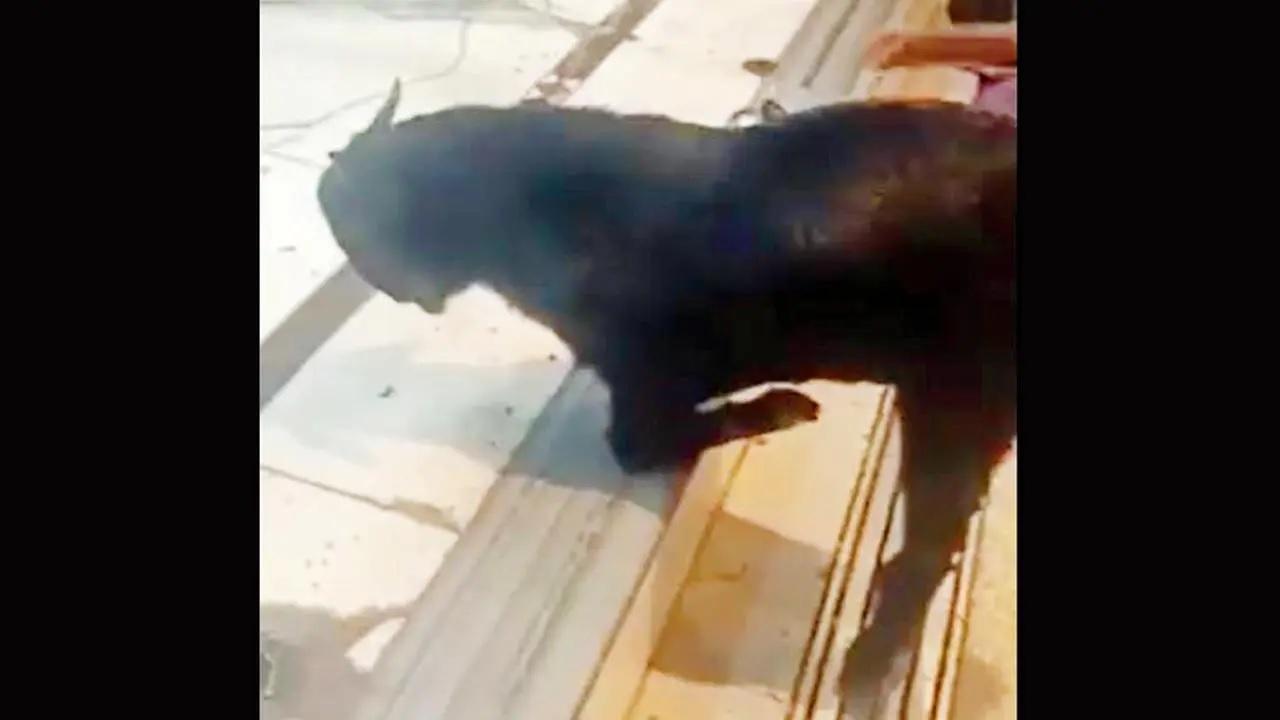 બકરીનો જીવ બચાવવા જતાં દાદી અને પૌત્ર ટ્રેન નીચે કપાઈ ગયાં