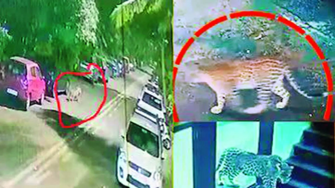 દીપડો આ જાળી કૂદીને અંદર આવી ગયો હોવાનું સ્થાનિકોએ જણાવ્યું હતું.