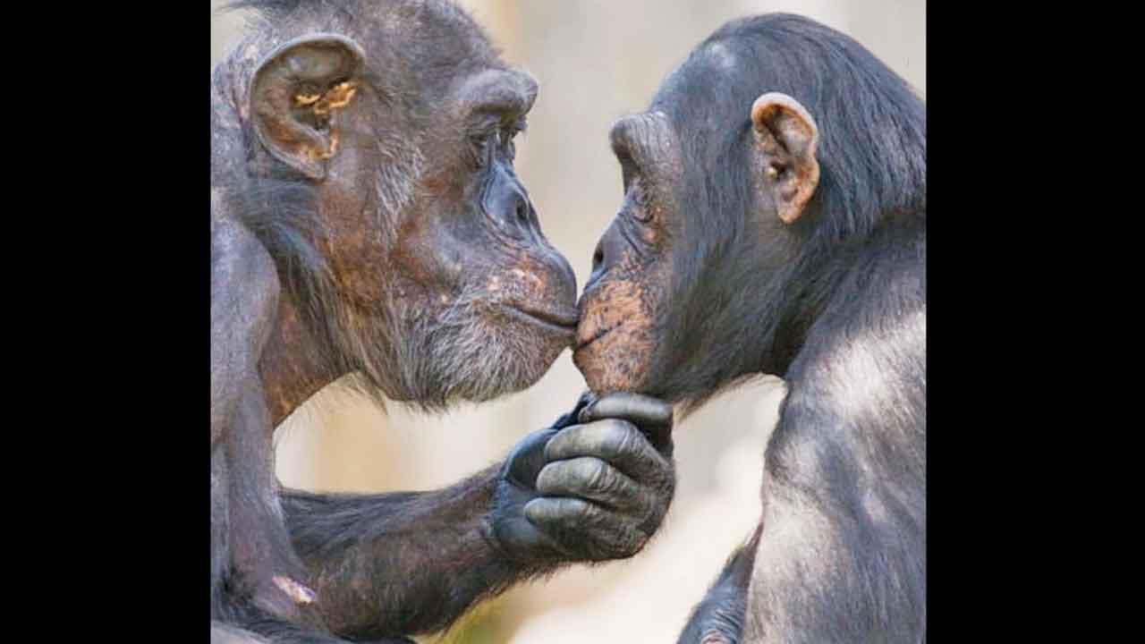 પહેલી કિસની શરૂઆત કોણે કરી હશે? વૈજ્ઞાનિકોએ એનો જવાબ ખોળી કાઢ્યો