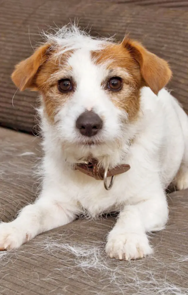 ઘરમાં પાળેલાં પ્રાણીઓના વાળને દૂર કરવા શું કરશો?