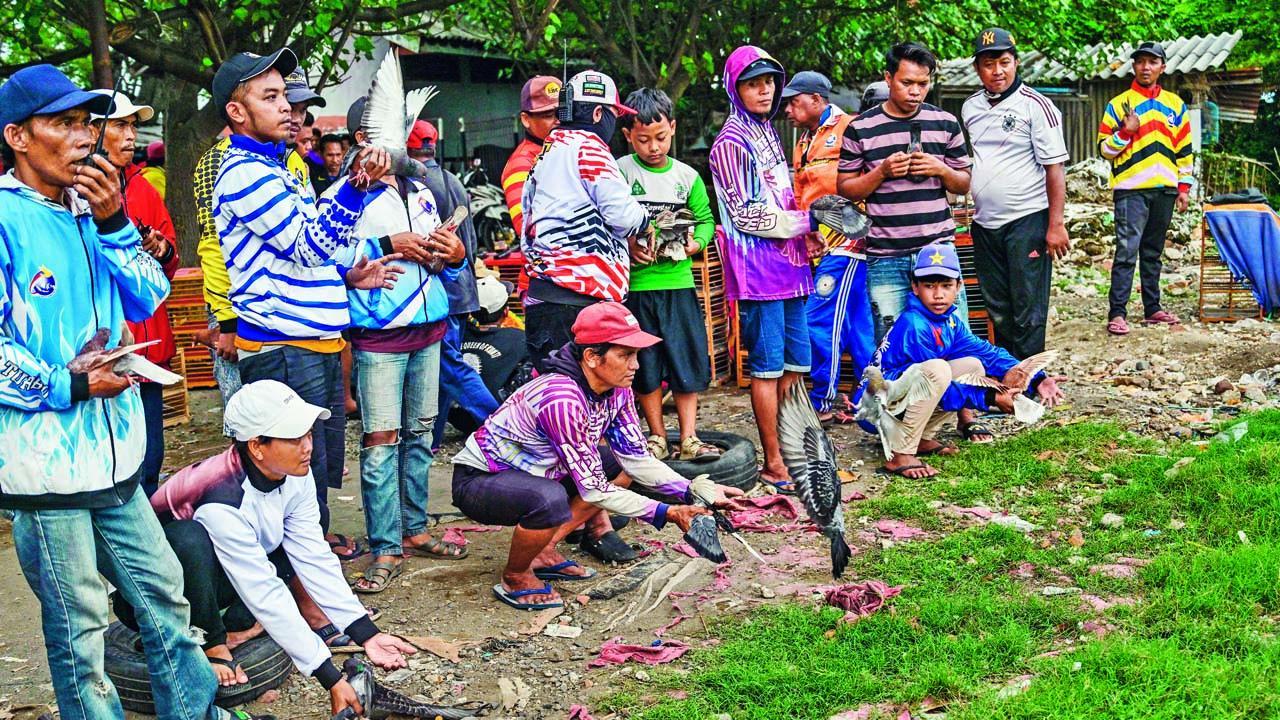 પરંપરાગત રમતગમત તરીકે ઇન્ડોનેશિયામાં પીજન રેસ રમાય છે.