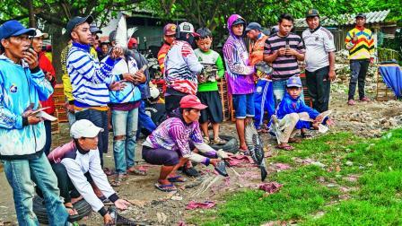 પરંપરાગત રમતગમત તરીકે ઇન્ડોનેશિયામાં પીજન રેસ રમાય છે.