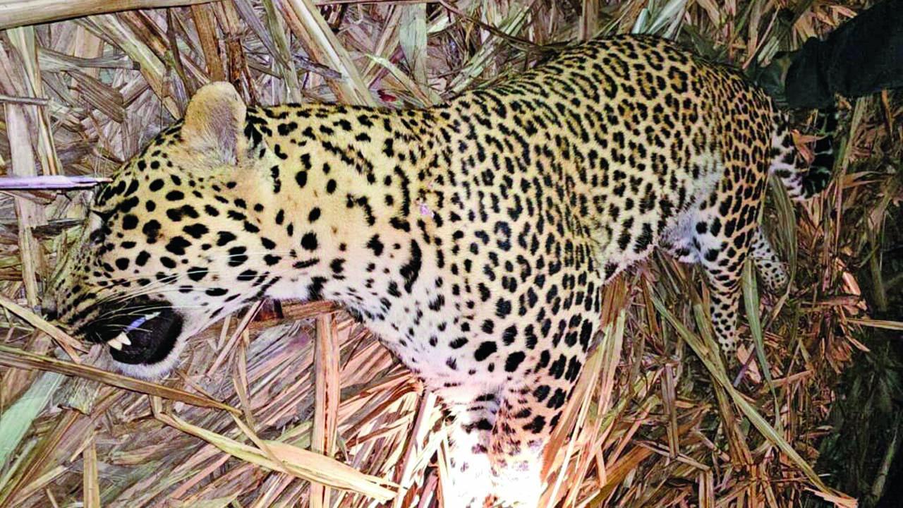 આદમખોર બનેલ દીપડો