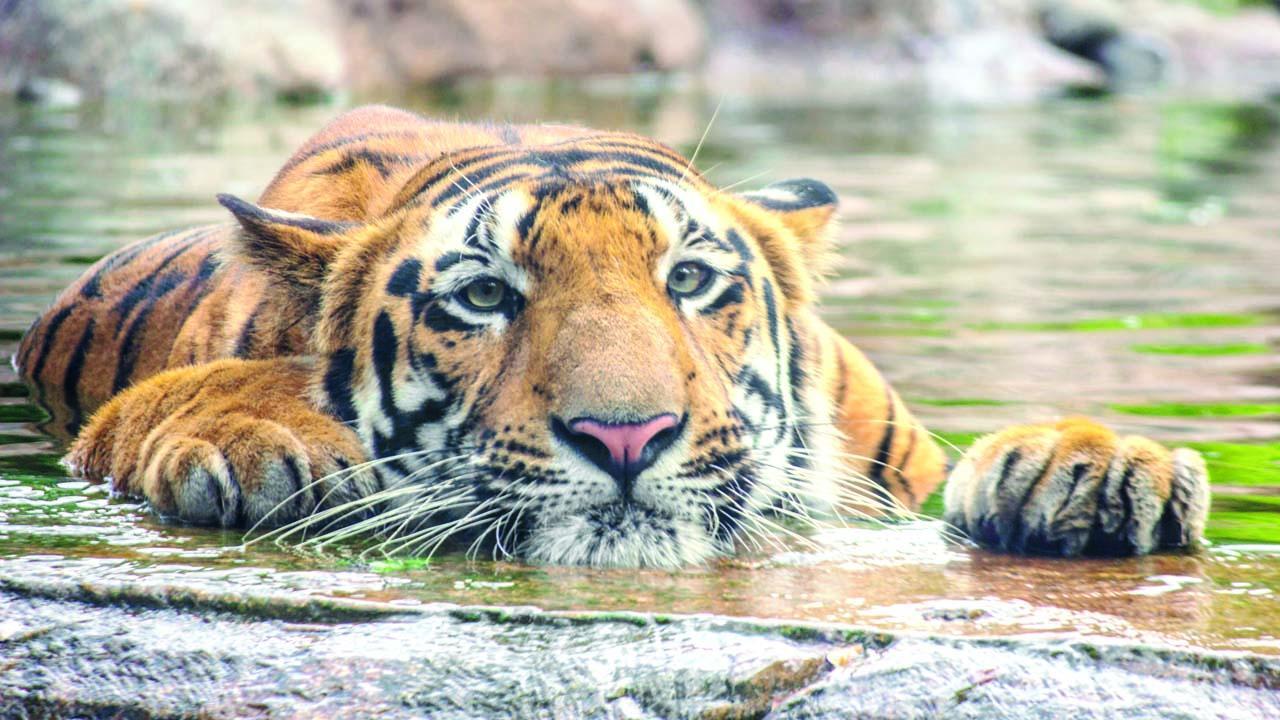 શક્તિ નામના વાઘનું ૧૭ નવેમ્બરે મૃત્યુ થયું હતું