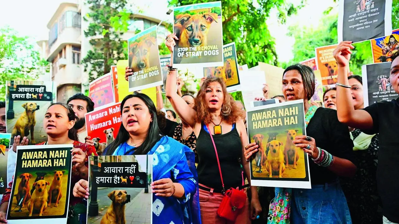 રખડતા શ્વાનોને દૂર કરવાના આદેશ સામે ડૉગલવર્સનું વિરોધ-પ્રદર્શન