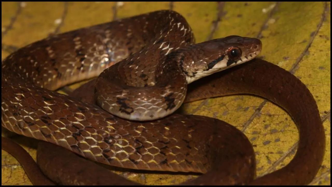 પ્રતીકાત્મક તસવીર (સૌજન્ય: મિડ-ડે)